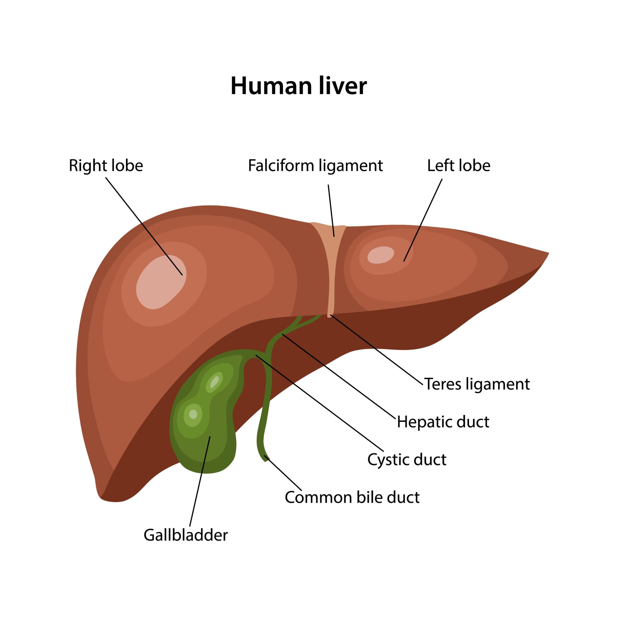 What is Hepatitis? | Hepatitis QLD